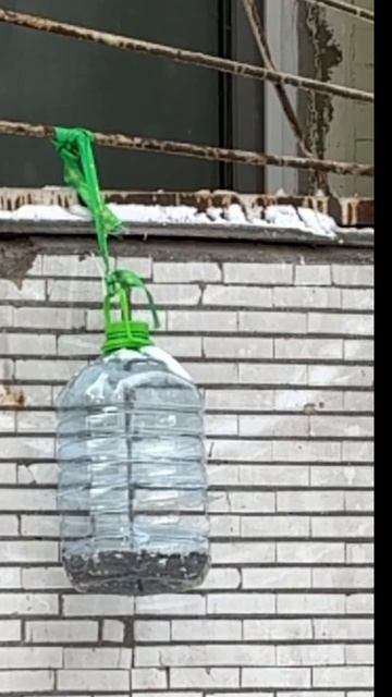 #синицы #slowmotion