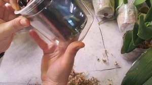 #156 ОрхоVLOG продолжаем искать цветоносы. Обзор орхидей вторая часть и это Всё одно окно.