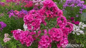 Флокс Татьянин День, селекции Т.П. Шаповал