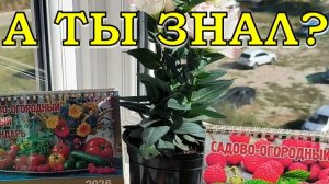 ЛУННЫЙ КАЛЕНДАРЬ 2026 для посева ЦВЕТОВ🌻🌻🌻