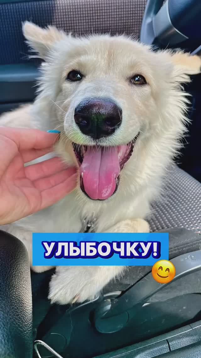 С детства собака-улыбака))