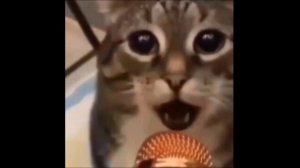 НАВЕРНОЕ ПОЭТ, ЯКОРЪ, EVEN CUTE ОБЫЧНОЕ x PHONK