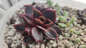 Зимняя распаковка! Пересылка при температуре -5С