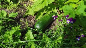 55-моя ДАЧА..Едем на дачу на маршрутке.Гиппеаструм цветет в теплице😁1 часть(20.08.-22.08.21)