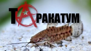 Торакатум: то ли сом, то ли таракан 🐜