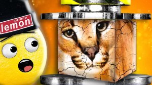 ПРОВЕРКА ШЛЕПЫ НА ПРОЧНОСТЬ В ГАРРИС МОД! Нубастер