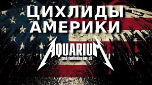 Американские цихлиды ТОП 30+