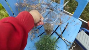 48-ДАЧА.Розы пересажены , грядки готовы😁😁😁4 часть( 29.07.-01.08.21.)