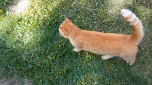 Рыжий котик