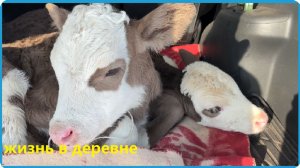 НАМ МОРОЗЫ НЕ ПОЧЁМ, СВОИХ ТЕЛЯТ МАЛО, КУПИЛИ ЕЩЁ, ЖИЗНЬ В ДЕРЕВНЕ