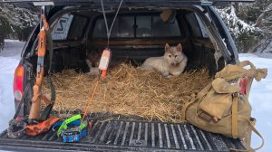 Куница даёт след