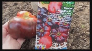 обзор томатов июль 2025