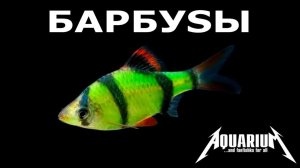 Барбусы содержание в аквариуме
