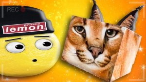 В ГОСТЯХ У ШЛЕПЫ ЕЛИ ПЕЛЬМЕНИ! ЧТО СЛУЧИЛОСЬ В РОБЛОКС? Говорящий НУБАСТЕР