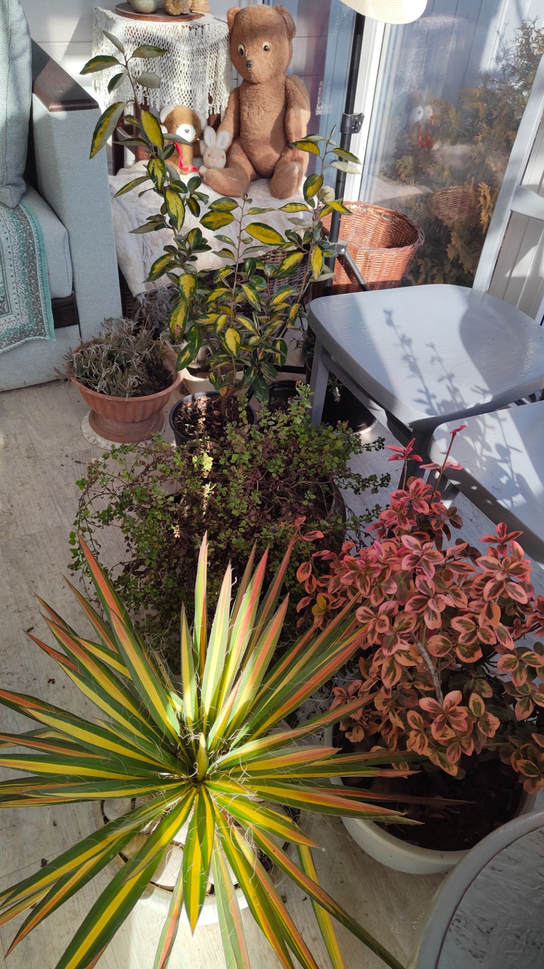 Как зимуют растения в домике без отопления 15.01.2026 г. Пятигорск. смотреть онлайн