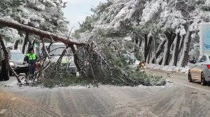Морозы, гололед и сильный ветер: снежная стихия настигает Краснодарский край