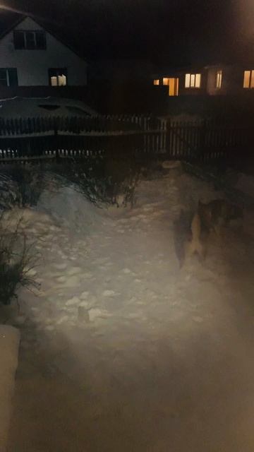 Ночные фурии #хаски #щенок #собака #домашниеживотные #БрюликиЛиска #dog смотреть онлайн