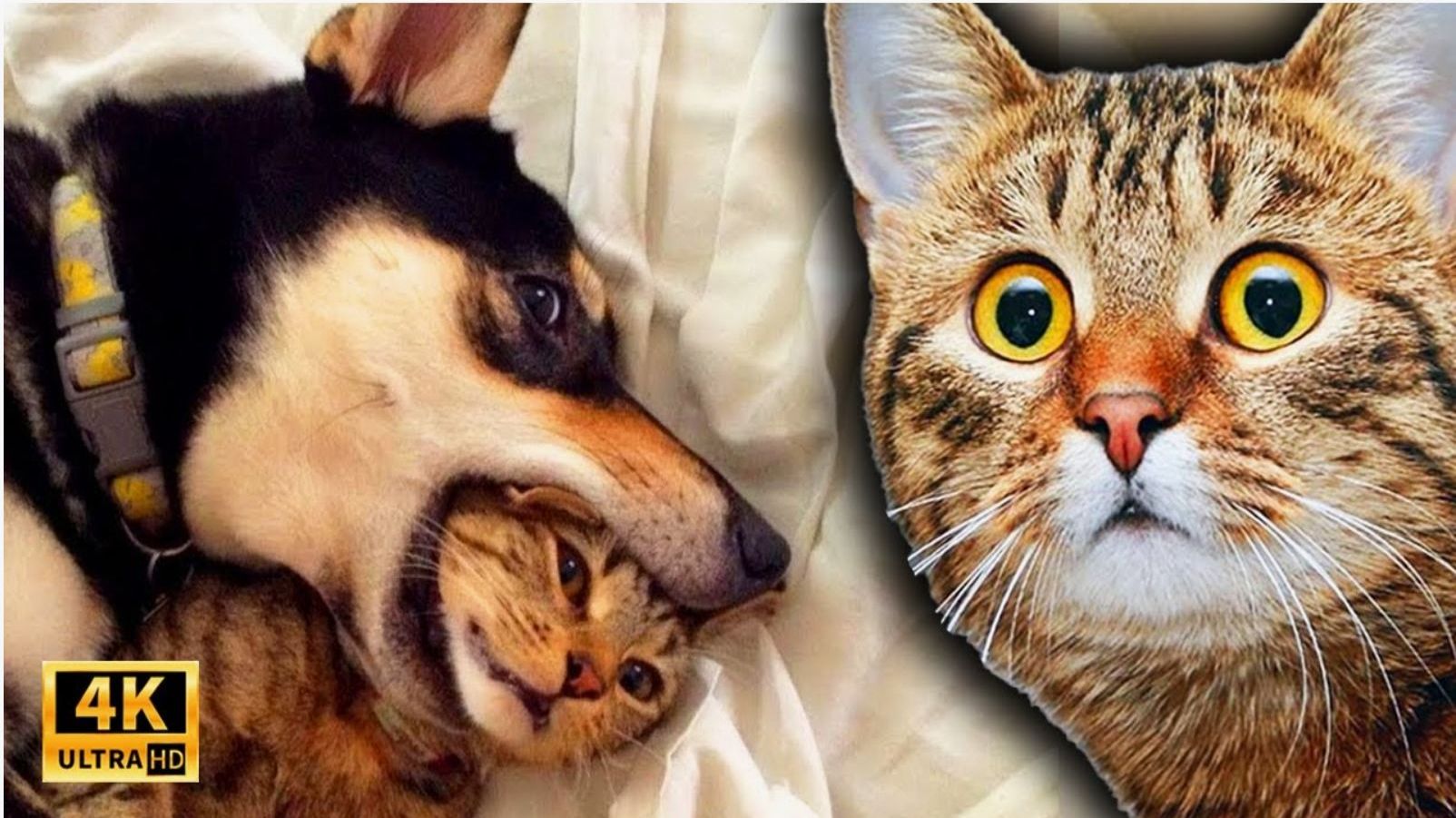 Видео приколы КУСЬ!😈 ПРИКОЛЫ ПРО ЖИВОТНЫХ😺🐶 Смешные Собаки и Коты смотреть онлайн