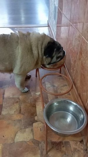 1000079991.mp4 Наша мопсюша😍😍😍😍😍