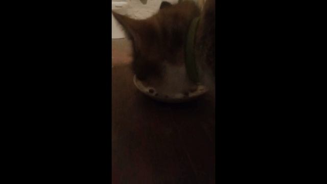 Влажный корм Идеальная порция смотреть онлайн