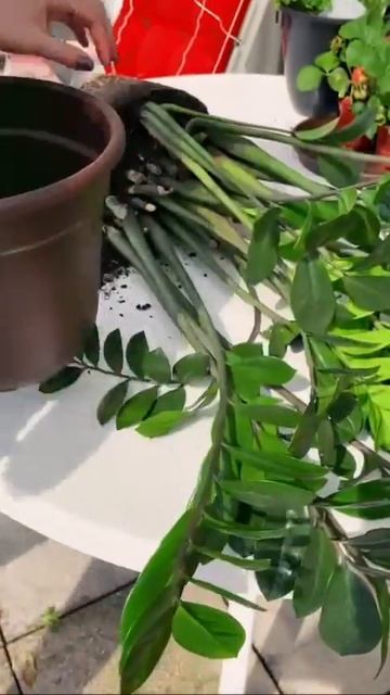 Пересадка замиокулькаса смотреть онлайн