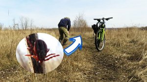 Проверка защиты от клещей в полевых условиях | Циперметрин 25% концентрат