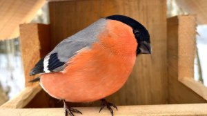 Снегирь и синицы. Борьба за кормушку Видео 4К