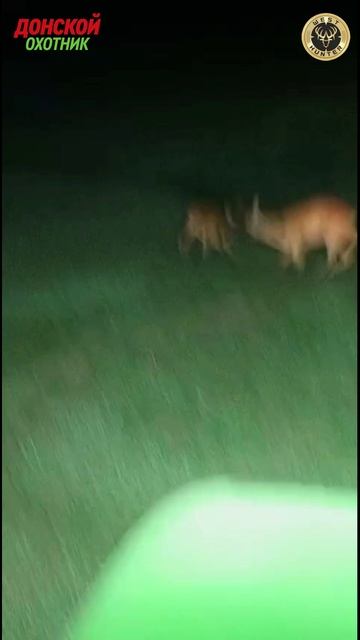 Охота на косулю - Драка за самку - редкие кадры смотреть онлайн