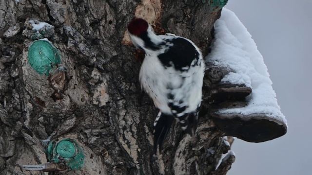 Белоспинный дятел