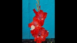 Скучаю по даче