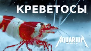 Аквариумные креветки ТОП + дельные советы по содержанию