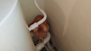 Кошки, зима снежная морозная.