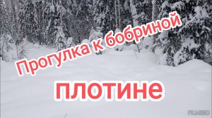 Прогулка к бобровой плотине