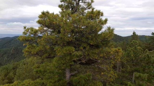 Столб Дед смотреть онлайн