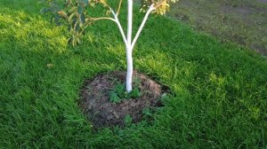 68-Дача..сажаю тюльпаны..и новая гортензия😁4 часть(18.09.-19.09.21)