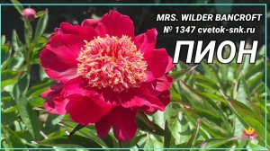 ПИОН "MRS. WILDER BANCROFT"/Сад Ворошиловой