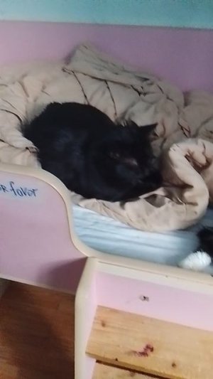 перемирие на полежать)