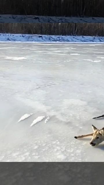 Спасли зверюшку из ледяного плена под Саратовом. Ребятам из МЧС респект и уважуха! смотреть онлайн