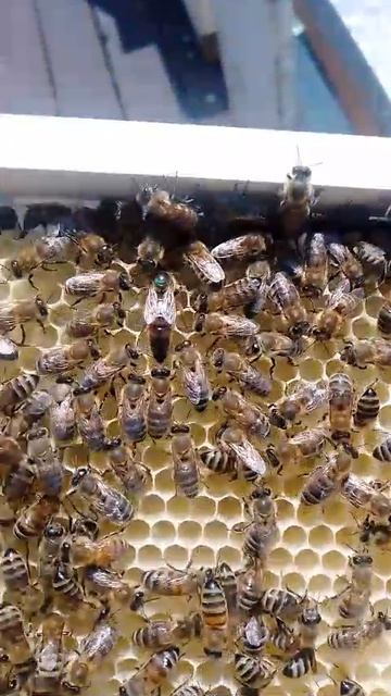 матка ходит по раме смотреть онлайн