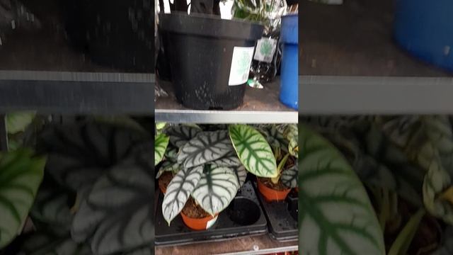 Всё для сада и огорода в ЛЕМАНА ПРО. смотреть онлайн