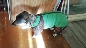 Финик во всеоружии/ пошли гулять