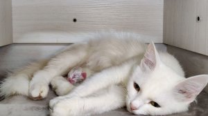 Новорожденный котенок мяукает. Белому котенку два дня. Часть 2