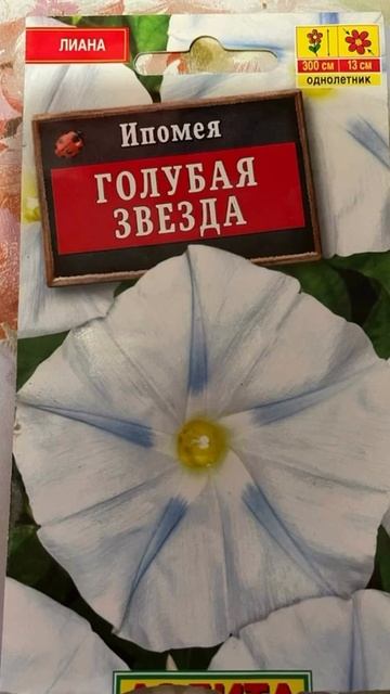 Расцвела как-то ипомея Голубая звезда.