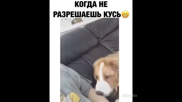 #смешныевидео -714 смотреть онлайн