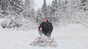 Крупная сорога ( плотва ) на маленькой красивой таёжной речушке.