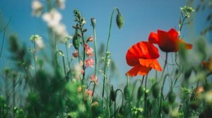 Трио Маренич - Цветы луговые..автор ролика Светлый