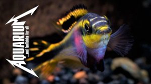 Африканские рыбки попугай`чики — Пельвикахромисы