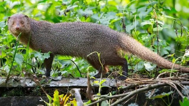 Ловкий зверёк