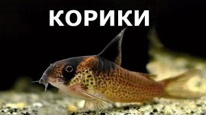 Коридорасы, крапчатые сомики и все о них: содержание, уход, виды, кормление.