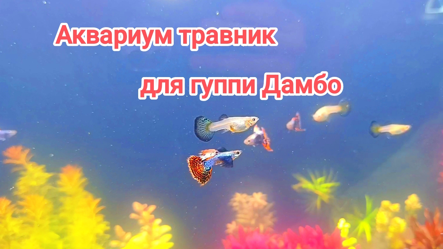 Запустил гуппи домбо чистую линию в новый аквариум. Аквариум травник с красными растениями. смотреть онлайн